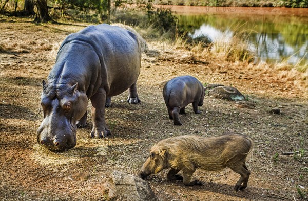 Hippo feeding with warthogs