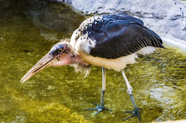 Marabou stork