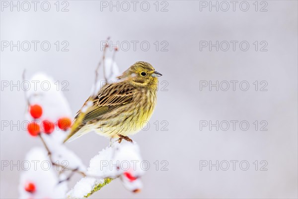 Yellowhammer