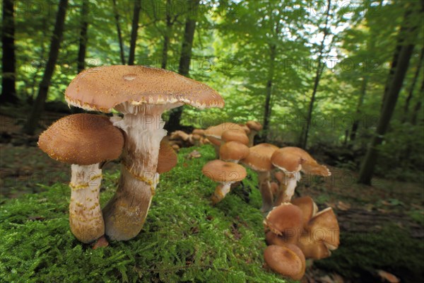 Group of honey fungus