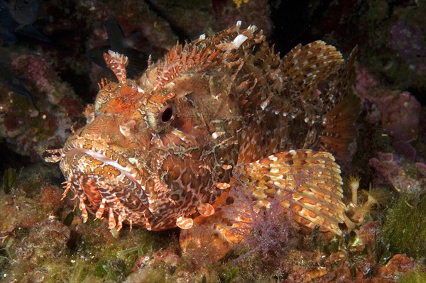 Red scorpionfish