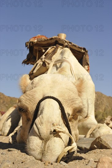 Dromedary