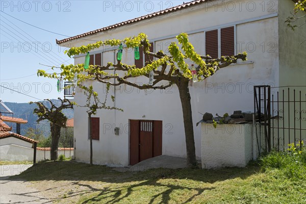 Tree with bottles