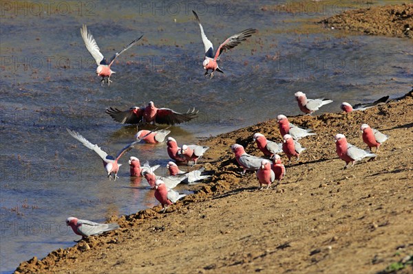 Pink Cockatoo