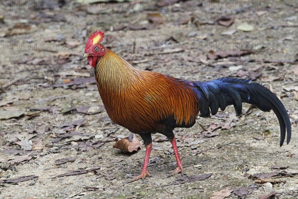 Gallus lafayettii