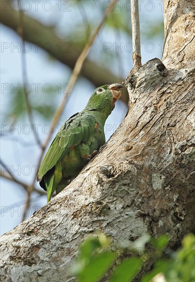 Southern mealy amazon