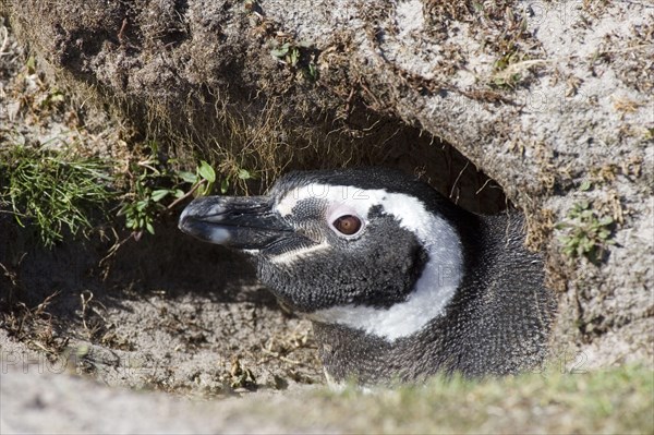 Magellanic penguin