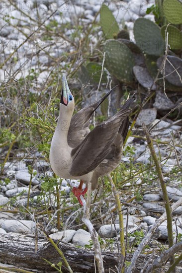 Red-footed booby in the shop window. A semi-nocturnal seabird that nests in trees. Genovesa Island