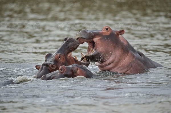 Hippopotamus