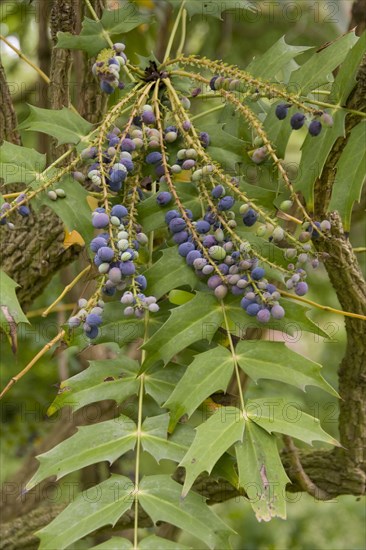 Mahonia