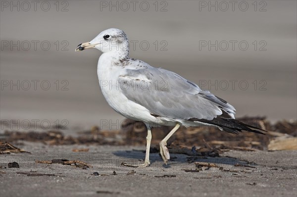 Great Black-headed Gull