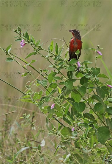 Leistes militaris