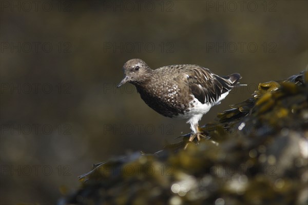 Black Turnstone