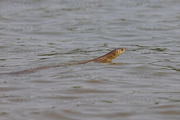 Oriental rat snake