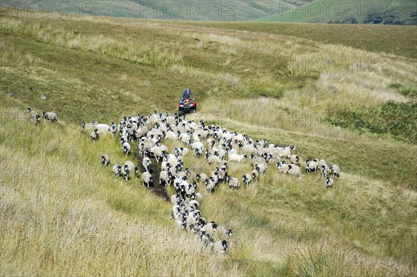 Sheep farming