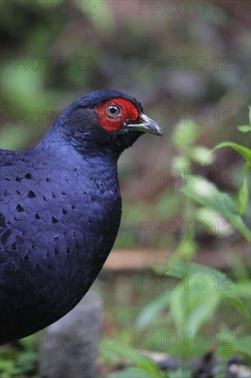 Mikado pheasant