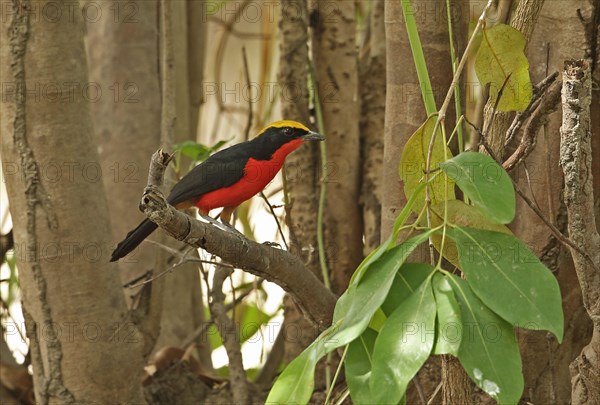 Yellow-crowned Gonolek