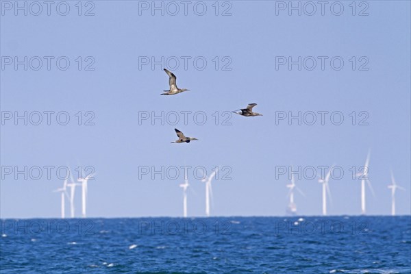 Northern Gannet