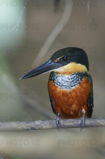 Green-and-rufous kingfisher
