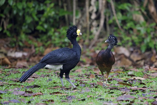 Great Curassow