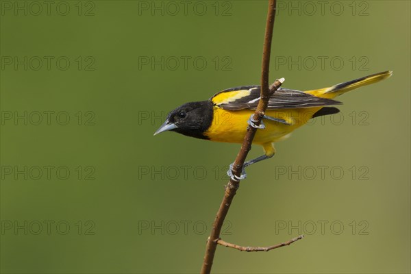 Baltimore baltimore oriole