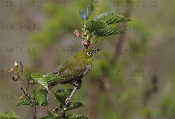 Japanese japanese white-eye