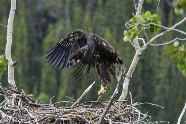 Bald Eagle