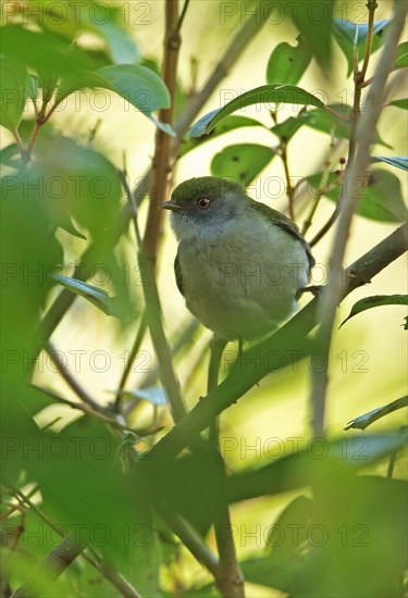 Sharp-tailed manakin