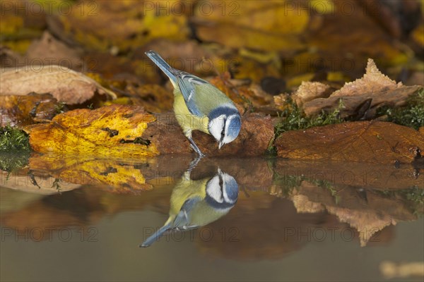 Blue tit