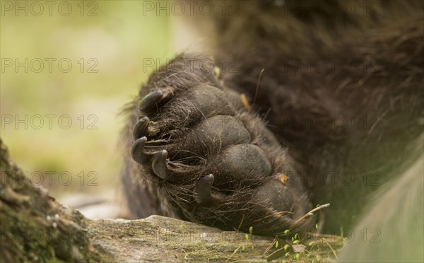 European Brown Bear