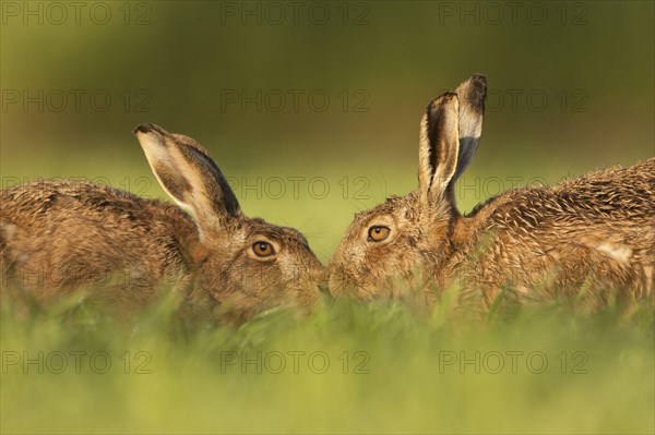 European Hare