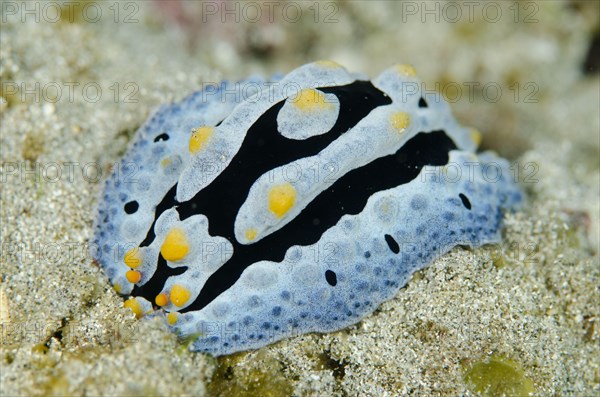 Magnificent star snail