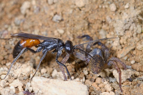 Spider-hunting Wasp