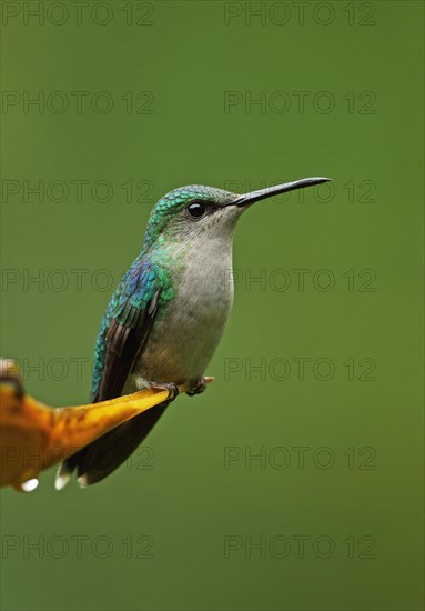 Violet-crowned Woodnymph