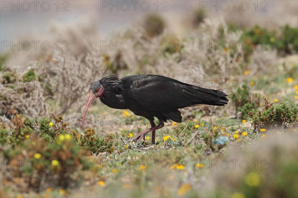 Northern Bald Ibis