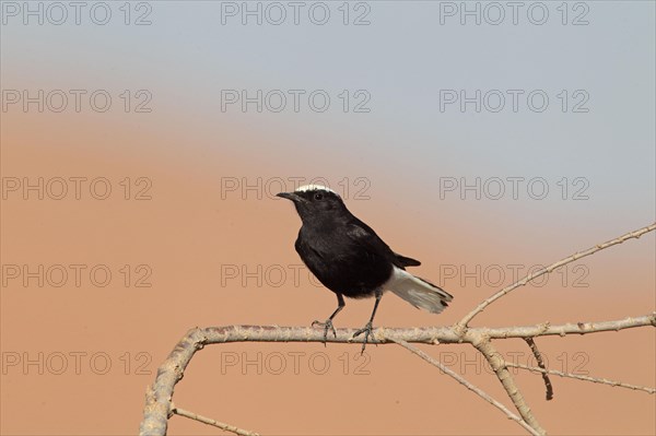 White-crowned Black Wheatear