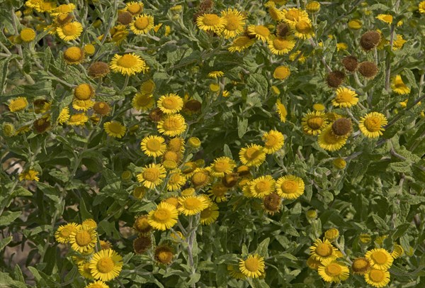 Yellow flowers of common fleabane