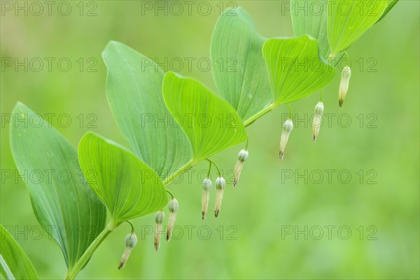 Solomon's seal