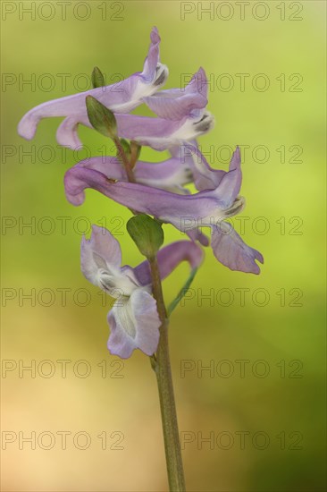 Hollow larkspur