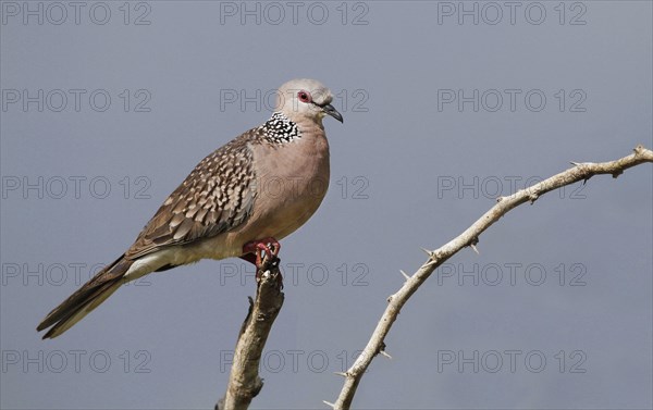 Spotted Pigeon