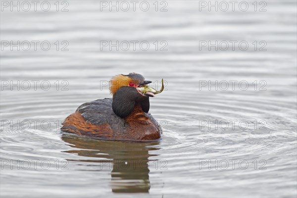 Horned grebe