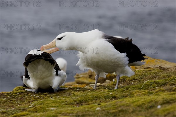 Black-browed Albatross