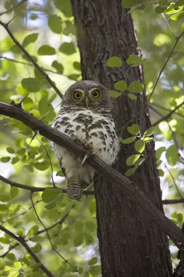 African barred owlet