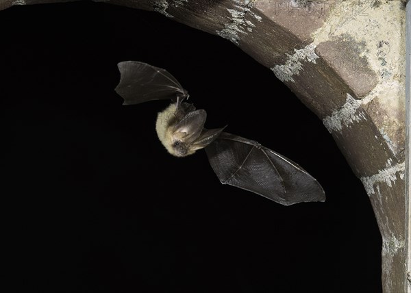 Grey long-eared bat