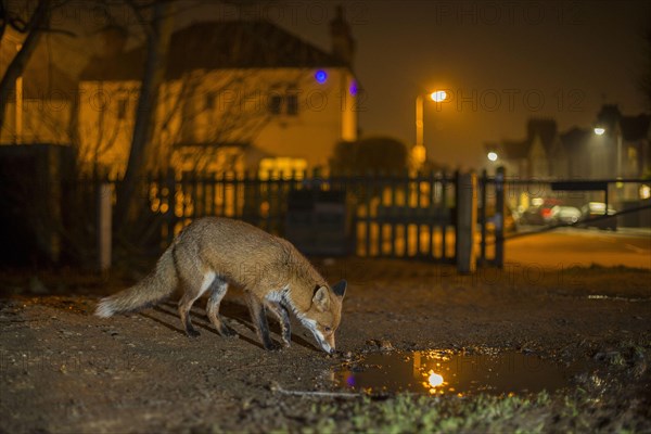 European Red Fox