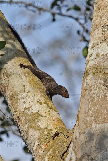 Gambian sun squirrel