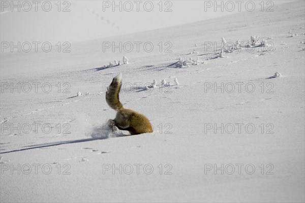 American red fox