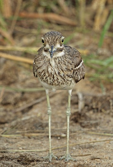 Water dikkop