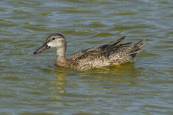 Blue-winged teals