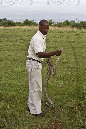 Northern Rock Python